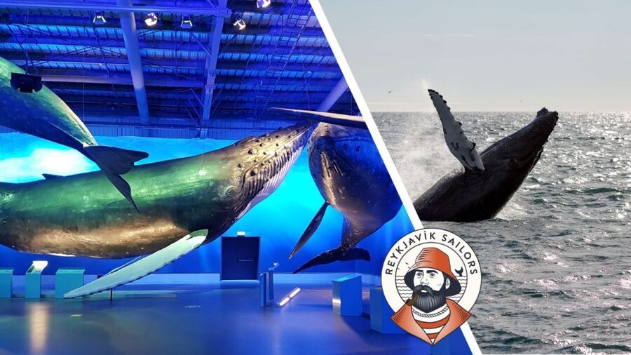 Reykjavik: Whale Watching Excursion & Whale Exhibition - Reykjavik to the open Atlantic: what the 3-hour boat time feels like