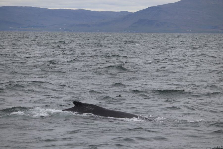 Reykjavik: Whale Watching Excursion & Whale Exhibition - Wildlife odds and species you should know before you sail