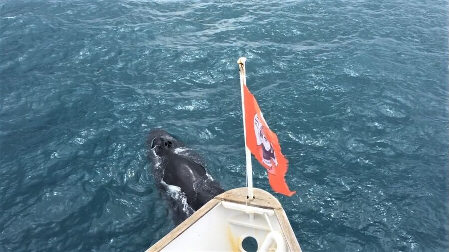 Reykjavik: Whale Watching Excursion & Whale Exhibition - A sample timeline from Geirsgata 11 to the harbor and back