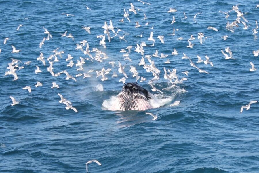 Reykjavik: Whale Watching Excursion & Whale Exhibition - Price and value at about $160: what you get for the money