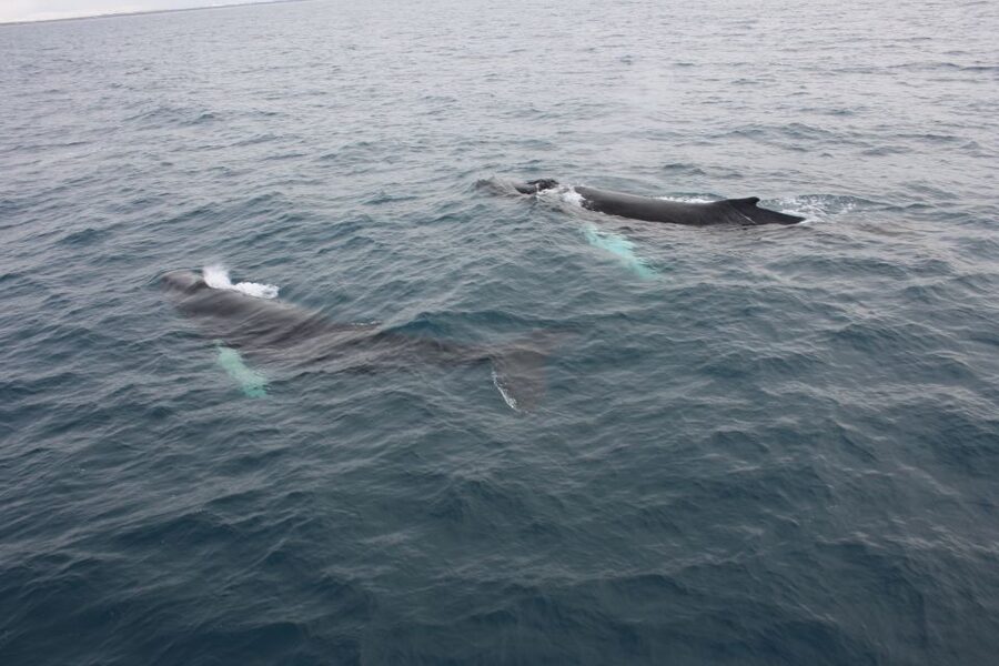 Reykjavik: Whale Watching Excursion & Whale Exhibition - Weather reality: how to think about cancellations and refunds