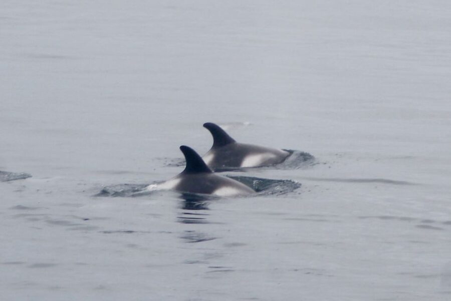 Reykjavik: Whale Watching Excursion & Whale Exhibition - Who this tour fits best, and who should reconsider