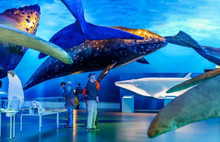Reykjavik: Whale Watching Excursion & Whale Exhibition - Dressing for cold water: flotation overalls, heated cabins, and seasickness help