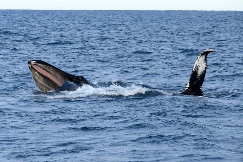 Reykjavik: Whale Watching Express - Quick hits on Reykjavik: Whale Watching Express