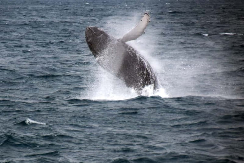 Reykjavik: Whale Watching Express - Where You Start in Reykjavík’s Old Harbor