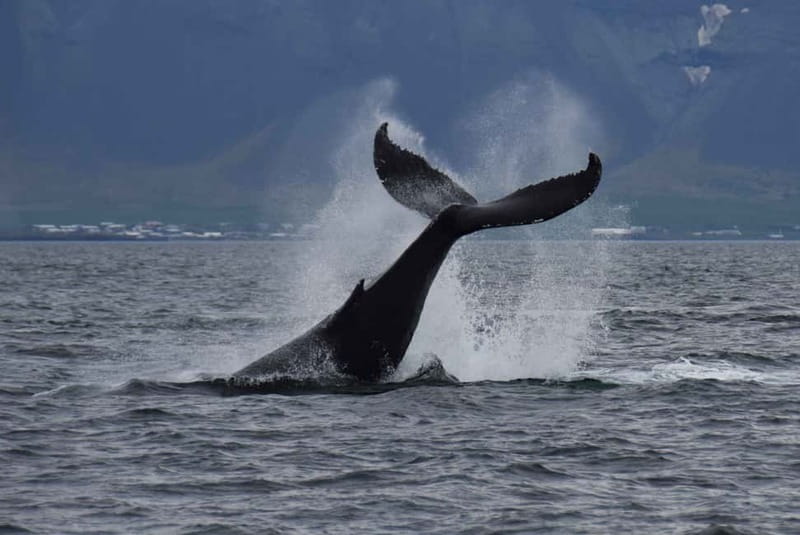 Reykjavik: Whale Watching Express - Onboard Comfort: Deck Time With Warm Overalls and Wi‑Fi