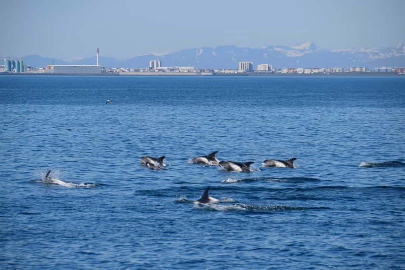 Reykjavik: Whale Watching Express - What Wildlife Chances Look Like in Real Conditions
