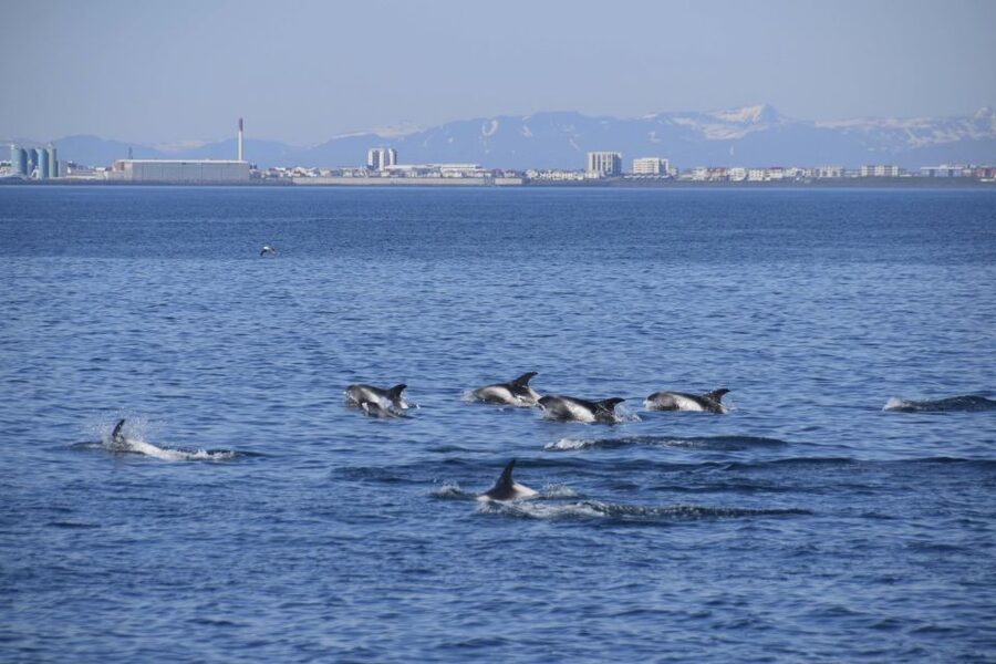 Reykjavik: Whale Watching Express - The On-Water Routine: How the Viewing Usually Plays Out