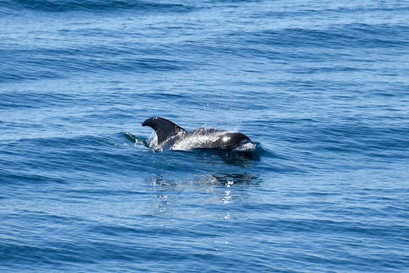 Reykjavik: Whale Watching Express - How Long This Really Feels: 2 Hours, But Watch the End Time