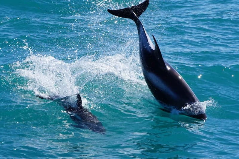 Reykjavik: Whale Watching Express - Where This Tour Delivers the Best Value