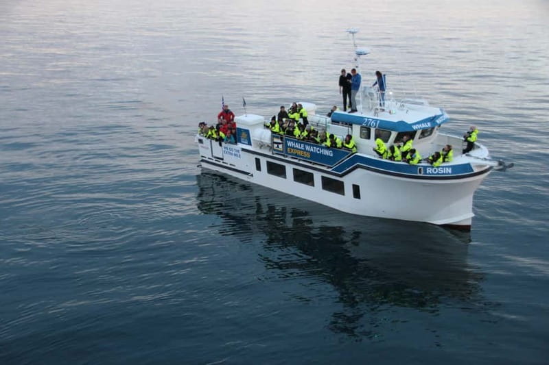 Reykjavik: Whale Watching Express - The Express Ride: 20 to 30 Minutes to Whale Country