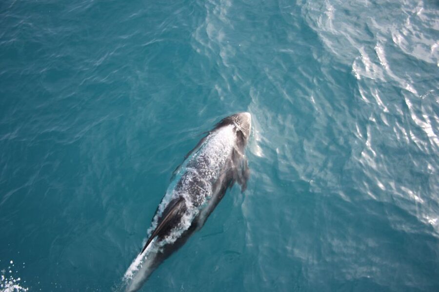 Reykjavik: Whale Watching in Faxaflói Bay & Live Lava Show - Reykjavik’s Ice and Fire Combo: Whale Bay and Live Lava