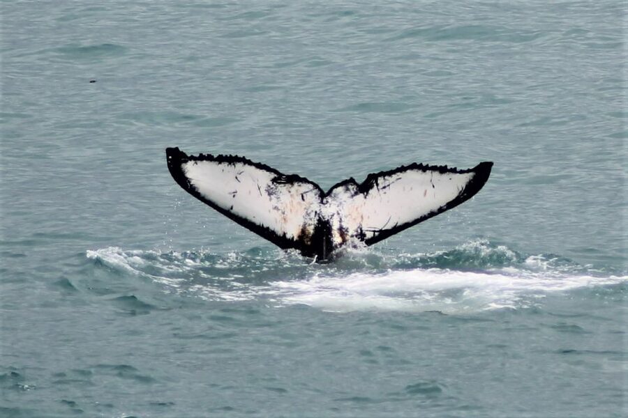 Reykjavik: Whale Watching in Faxaflói Bay & Live Lava Show - Whale Watching in Faxaflói Bay: The 3-Hour Search for Whales