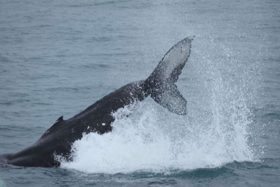 Reykjavik: Whale Watching in Faxaflói Bay & Live Lava Show - Break Time on Shore: Why That 1-Hour Gap Matters