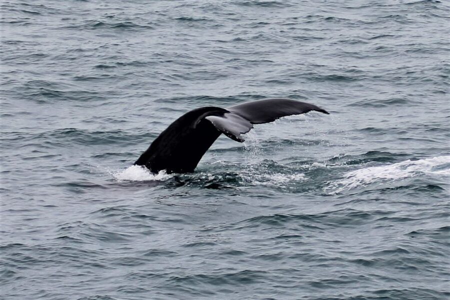 Reykjavik: Whale Watching in Faxaflói Bay & Live Lava Show - Who This Tour Fits Best (and Who Might Skip It)