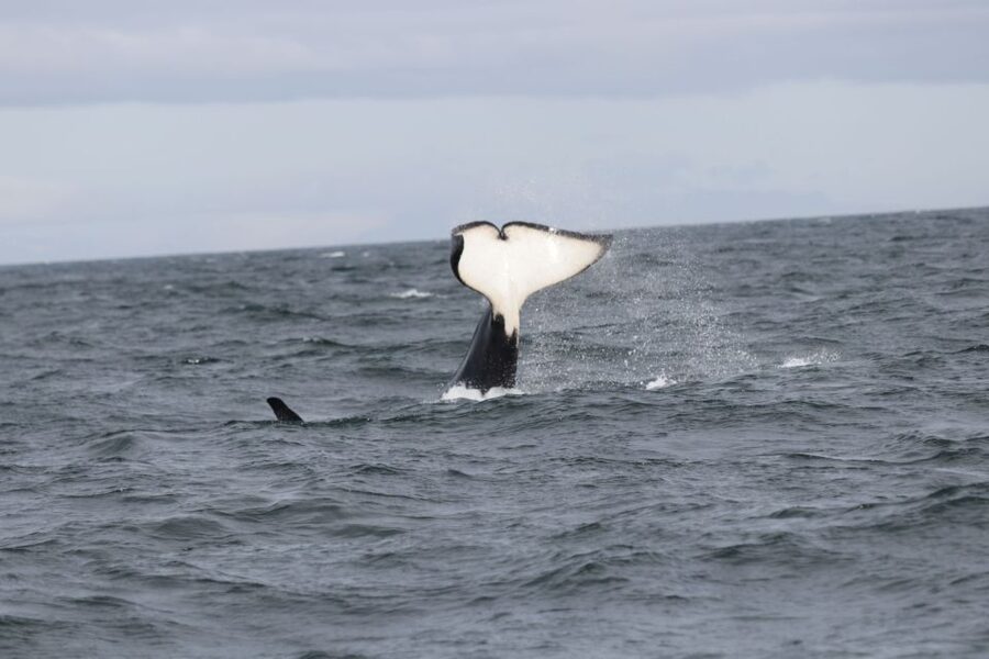 Reykjavik: Whale Watching in Faxaflói Bay & Live Lava Show - Getting Ready: Meeting Point, Timing, and Weather Reality