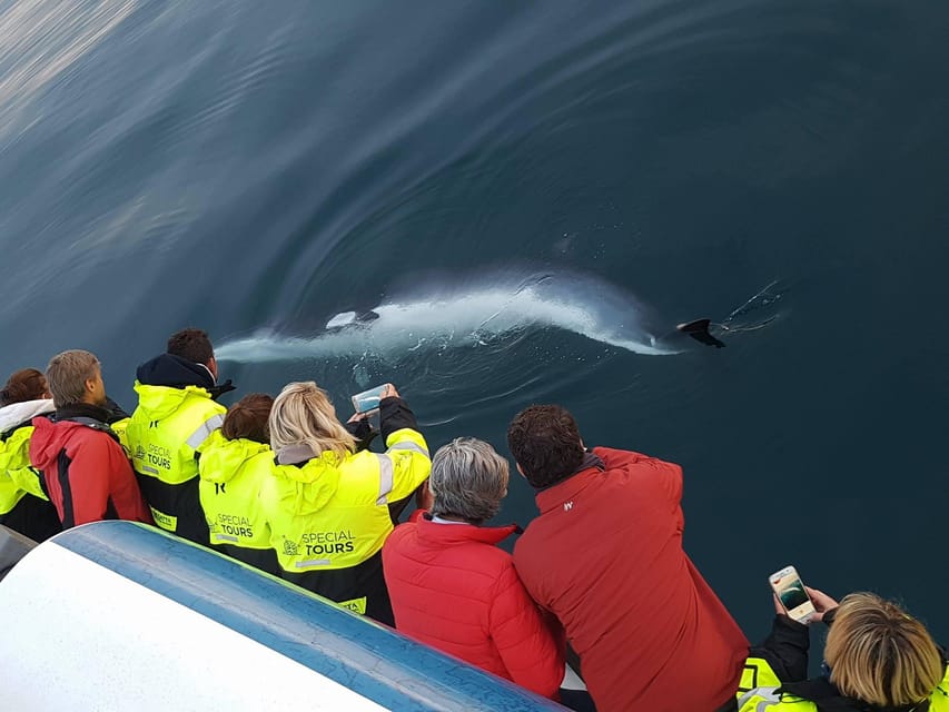 Reykjavik: Whale Watching & Lava Show - Fire and Film: What the Icelandic Lava Show Feels Like