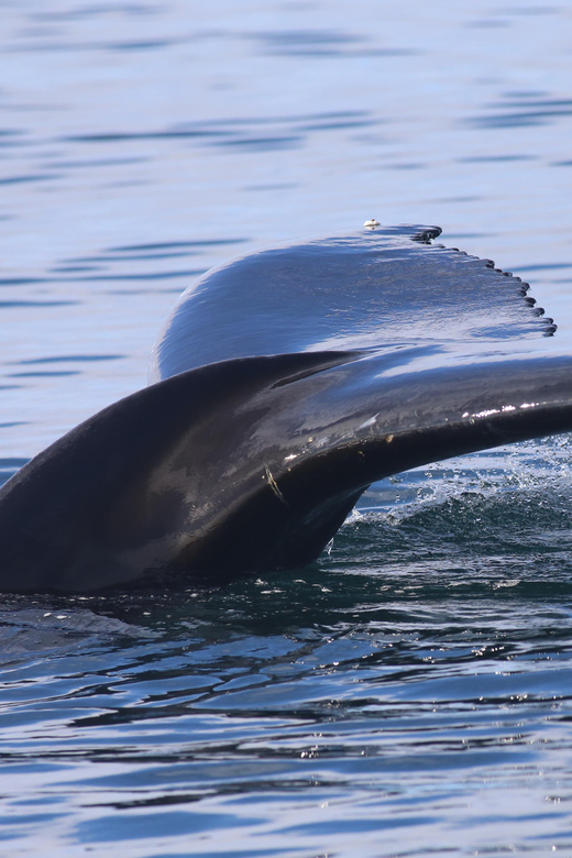 Reykjavik: Whale Watching Morning Expedition - Key Things That Make This Morning Whale Tour a Smart Choice