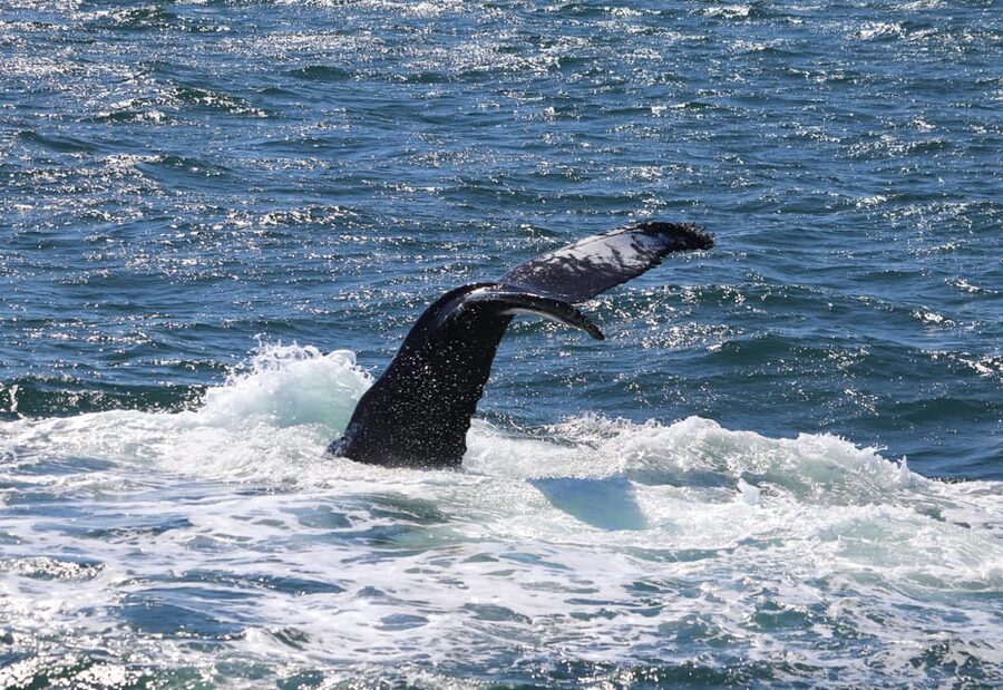 Reykjavik: Whale Watching Morning Expedition - Accessibility and Who This Tour Works Best For