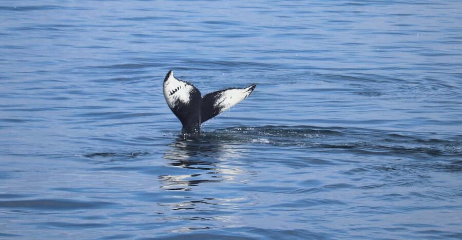 Reykjavik: Whale Watching Morning Expedition - Reykjavik’s Old Harbour Start: Convenience Plus Real Atmosphere