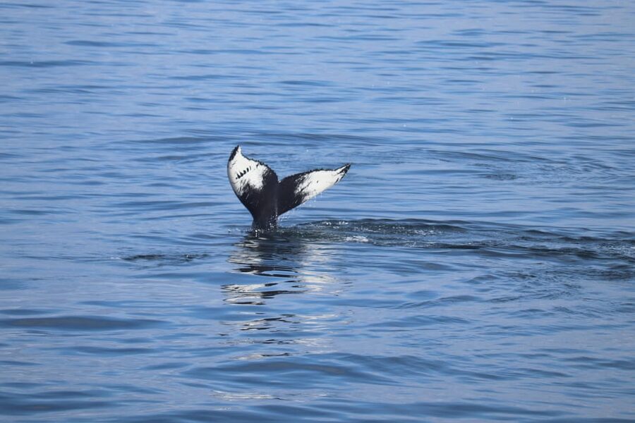 Reykjavik: Whale Watching Morning Expedition - Faxaflói Bay Watch: What You’re Searching For