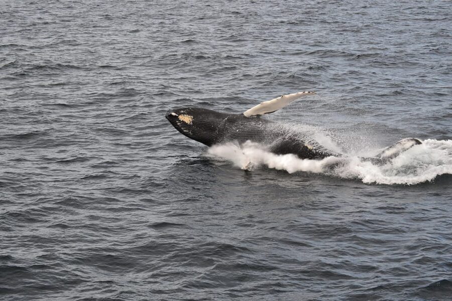 Reykjavik: Whale Watching Morning Expedition - Boat Comfort That Actually Matters in Iceland