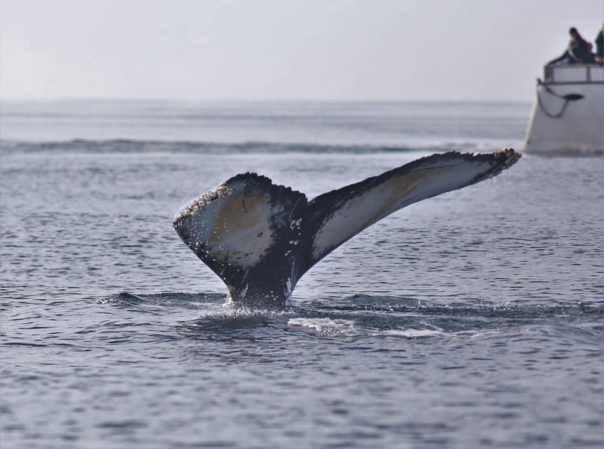 Reykjavik: Whale Watching Morning Expedition - Seasickness, Safety, and When This Trip Might Not Fit
