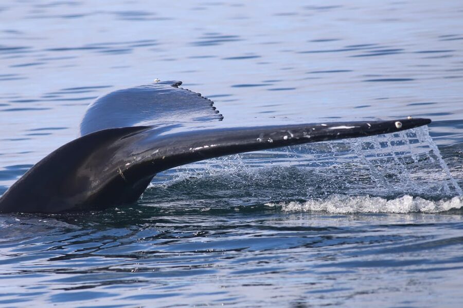 Reykjavik: Whale Watching Morning Expedition - On Board Perks: Wi-Fi, a Bar, and a Second Chance