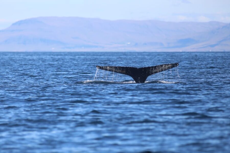 Reykjavik: Whale Watching Morning Expedition - What to Bring (So You Don’t Overthink It)
