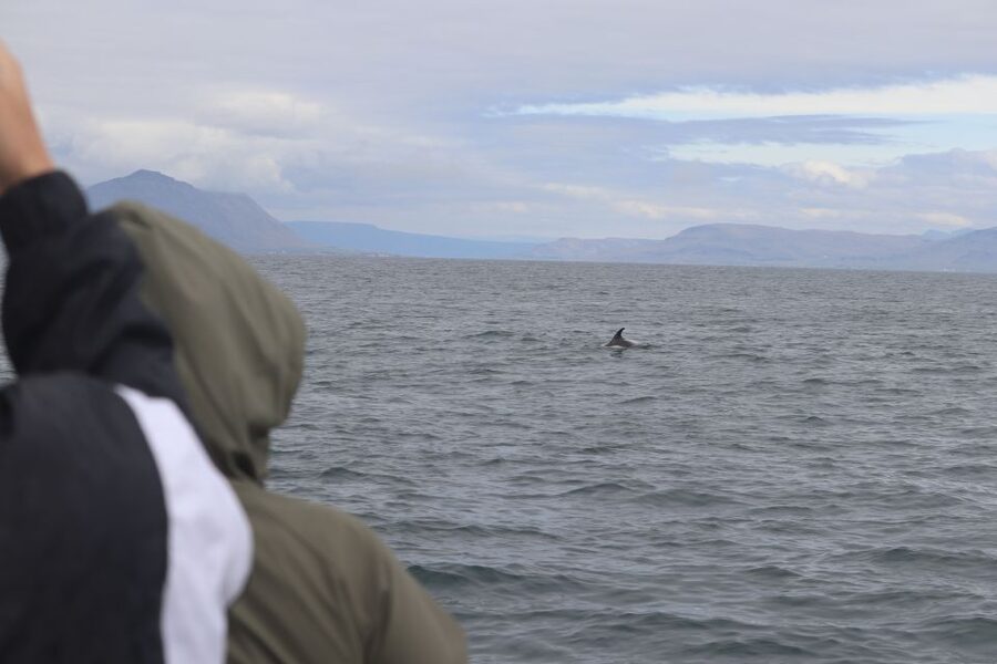Reykjavik: Whale Watching & Northern Lights Combo Cruise - Why the whale watching guides make a difference