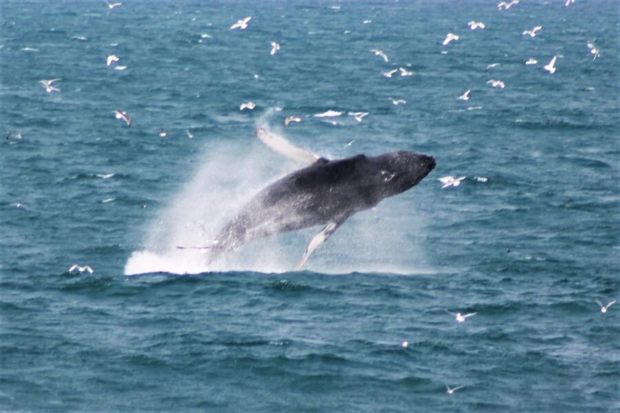 Reykjavik: Whale Watching & Northern Lights Combo Cruise - Evening aurora cruise: chasing the lights from the water