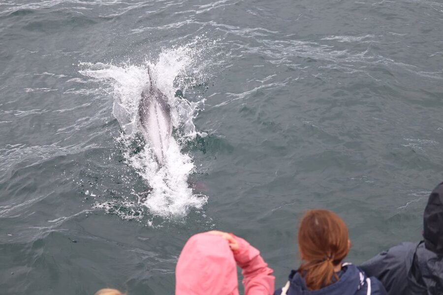 Reykjavik: Whale Watching & Northern Lights Combo Cruise - Comfort and practical onboard details that actually matter
