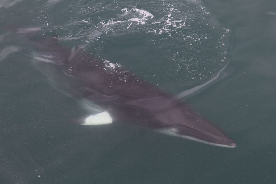 Reykjavik: Whale Watching Tour by RIB Boat - Quick hits: why this RIB whale tour works