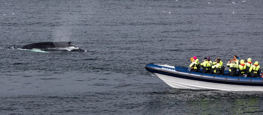 Reykjavik: Whale Watching Tour by RIB Boat - Who this tour is best for, and who should not go