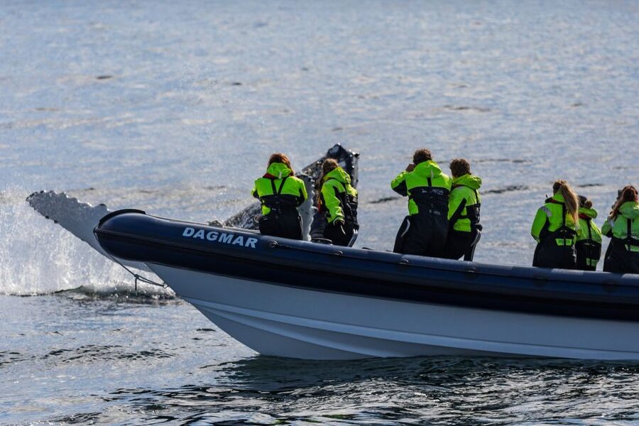 Reykjavik: Whale Watching Tour by RIB Boat - Faxaflói Bay whale watching from Reykjavik, in plain terms