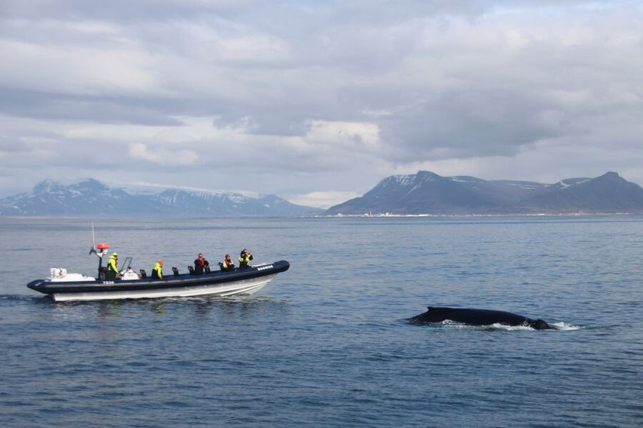 Reykjavik: Whale Watching Tour by RIB Boat - Where you start: meeting at Aegisgardur 5E and what happens before you go