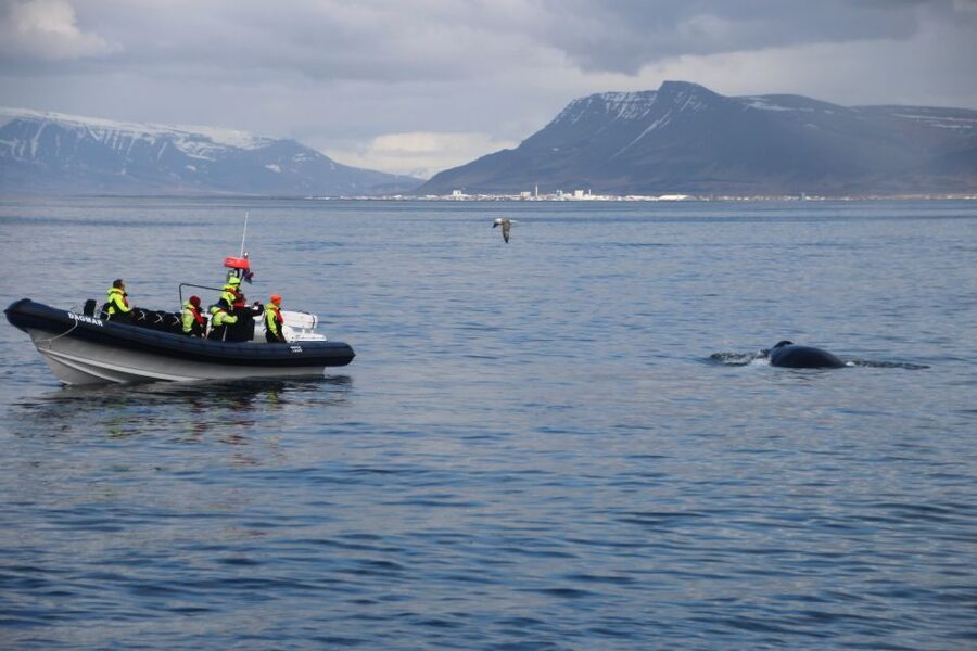 Reykjavik: Whale Watching Tour by RIB Boat - The 2-hour plan: search for whales, then add puffins in summer
