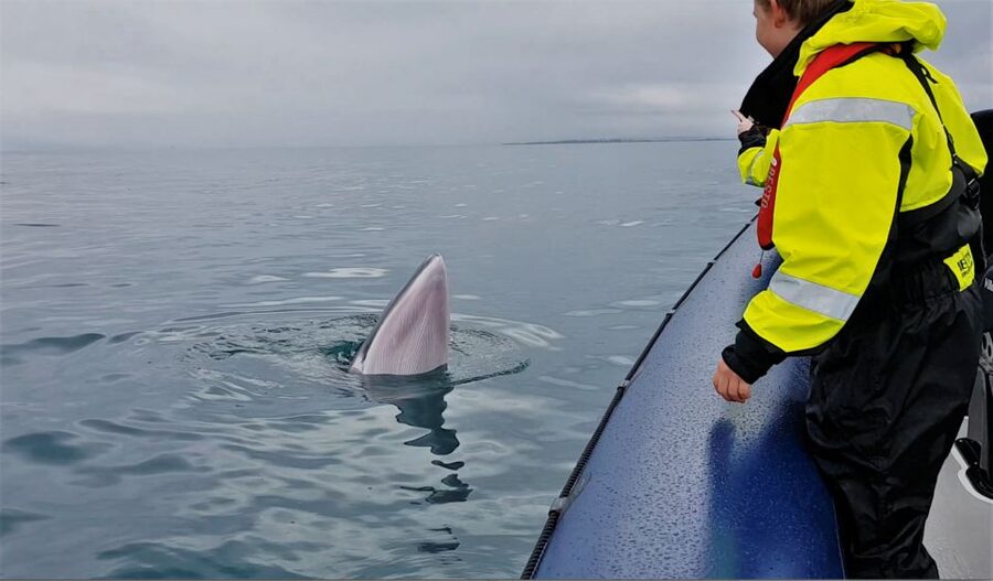 Reykjavik: Whale Watching Tour by RIB Boat - What you can realistically spot: whales, dolphins, and the “read the water” approach