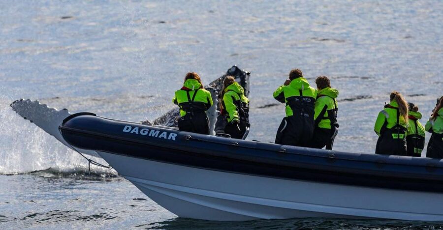 Reykjavik: Whale Watching Tour by RIB Boat - The 32-knot RIB ride and the comfort setup that actually helps