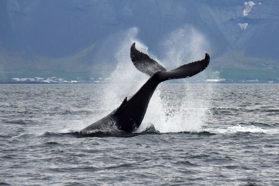 Reykjavik: Whale Watching Tour, Whales of Iceland Exhibition - Should you book this Reykjavik whale watching plus Whales of Iceland tour?