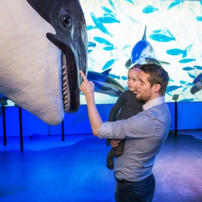 Whale Watching Tour, Whales of Iceland Exhibition