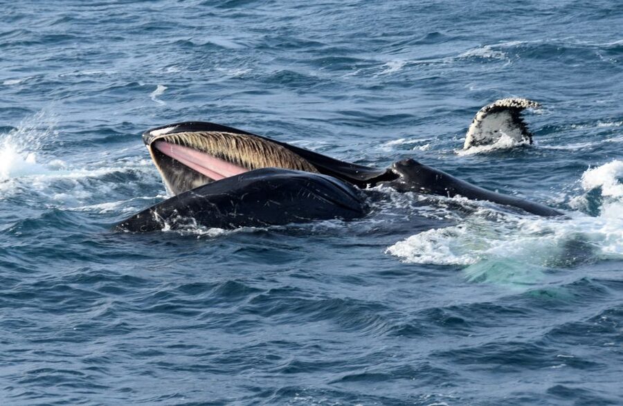 Reykjavik: Whale Watching Tour, Whales of Iceland Exhibition - Price and value: what you actually get for $123