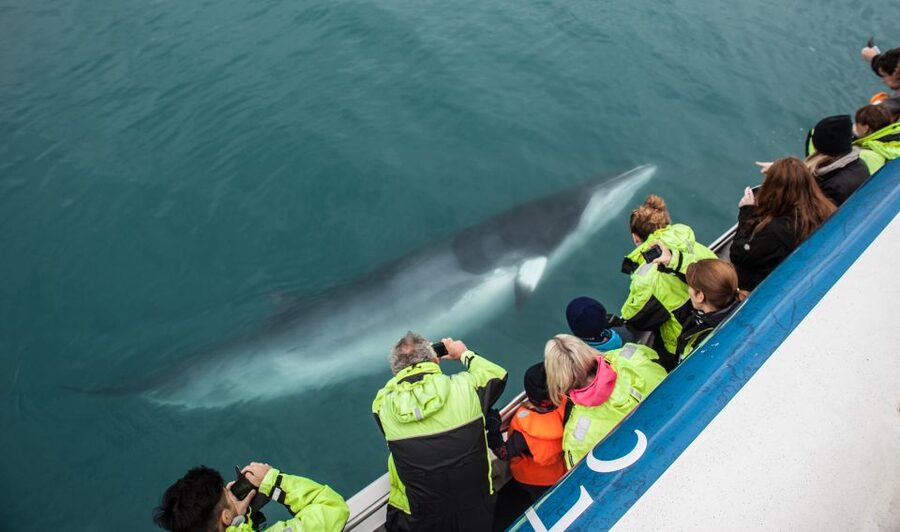 Reykjavik: Whale Watching Tour, Whales of Iceland Exhibition - Who this tour suits best (and who might want a different plan)