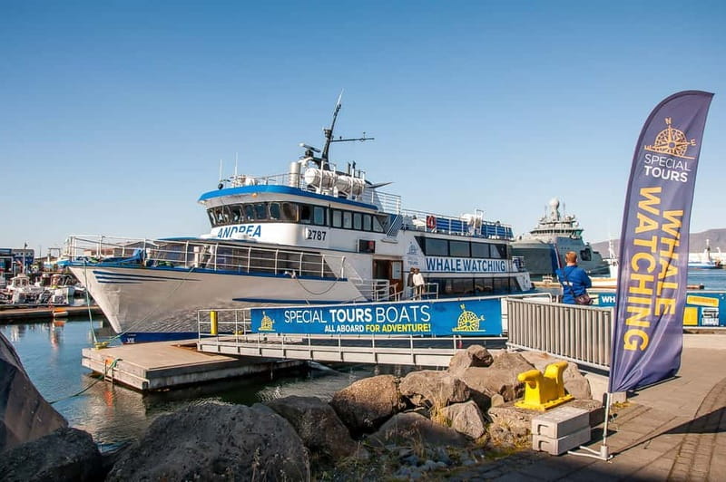 Reykjavik: Whale Watching Tour with Expert Guide - Key takeaways before you go