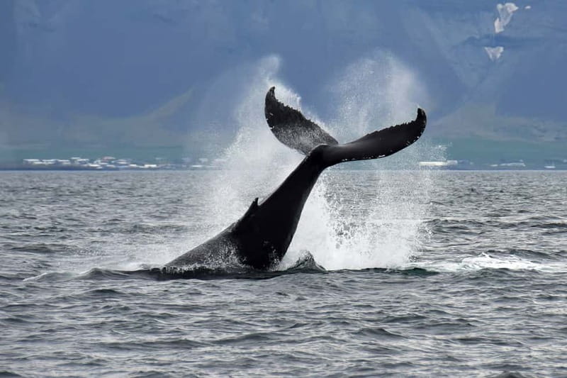 Reykjavik: Whale Watching Tour with Expert Guide - Meeting at Reykjavík’s Old Harbour, and getting your bearings