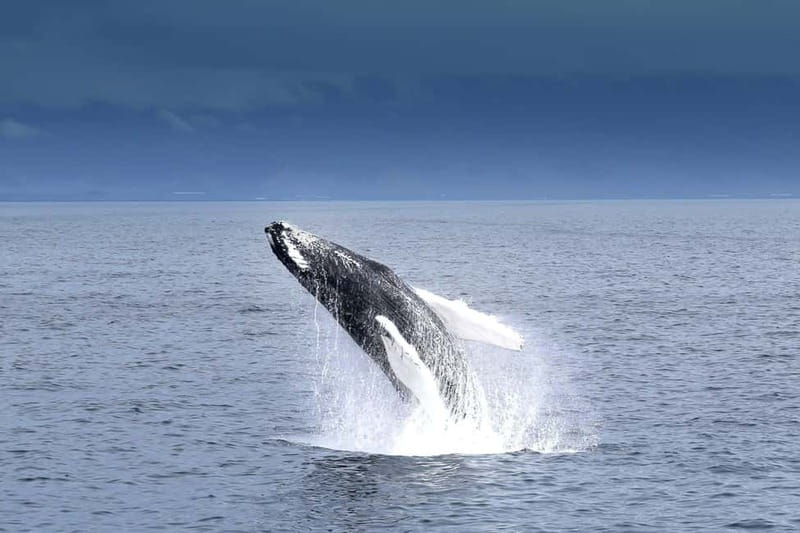 Reykjavik: Whale Watching Tour with Expert Guide - What you might see in Faxaflói Bay, and when your odds are best