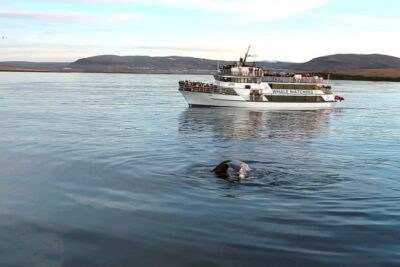 Whale Watching Tour with Expert Guide