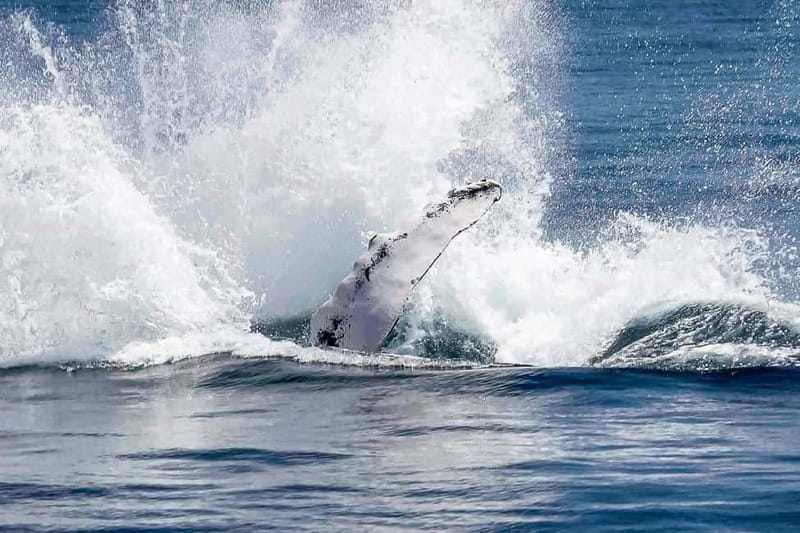 Reykjavik: Whale Watching Tour with Expert Guide - Classic vs Express: choosing the right departure for your schedule