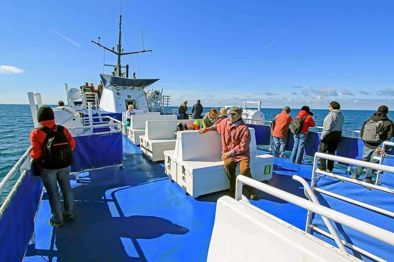 Reykjavik: Whale Watching Tour with Expert Guide - Practical tips so your day stays comfy, not miserable