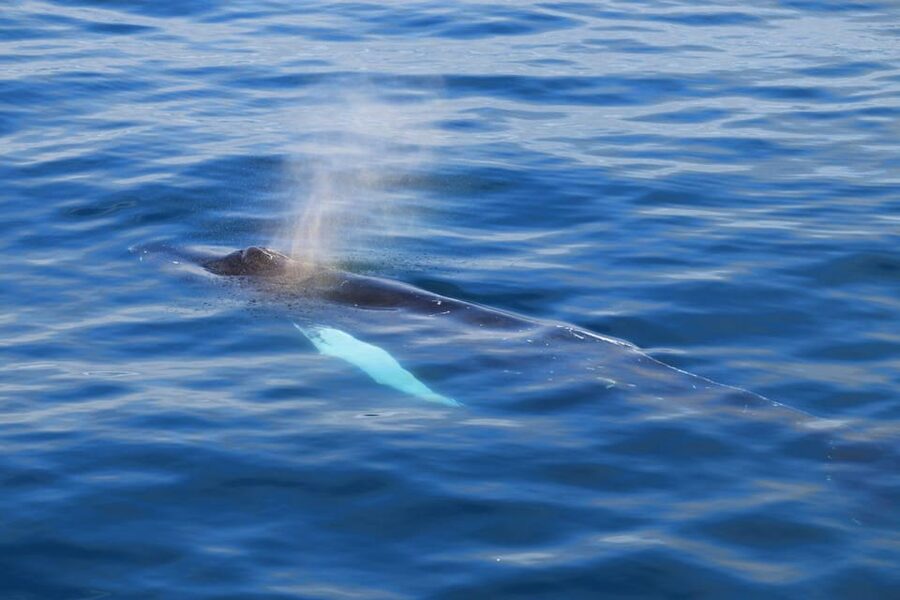 Reykjavik: Whale Watching Tour with Express Option - From Old Harbour to Faxaflói Bay, the short route that matters